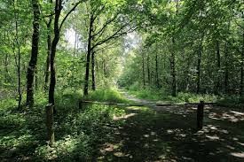 07.08.2025 Schnitzeljagd im Heseler Wald