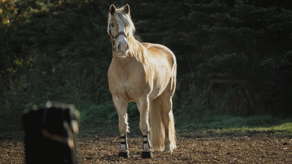 02.04.2026 Ponyzauber am Vormittag